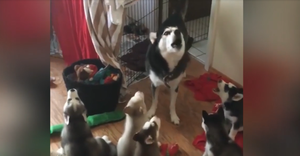 Chó mẹ dạy đàn con tập hát