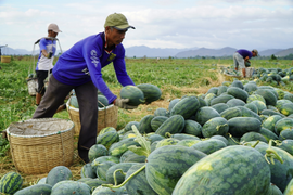 Dưa hấu rớt giá thê thảm, nông dân Tây Nguyên ‘mỏi mắt’ chờ thương lái