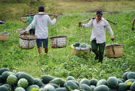Video: Cánh đồng bạt ngàn dưa hấu chín, không thấy thương lái đến thu mua