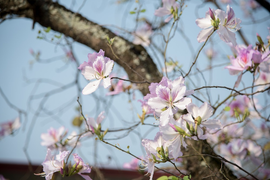 Trải nghiệm 'Tây Bắc thu nhỏ' tại khách sạn Mường Thanh