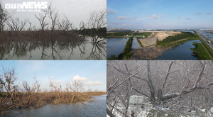 Cánh rừng phòng hộ chết khô ở Hải Phòng: UBND Thành phố chỉ đạo kiểm tra, xử lý