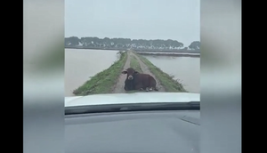 Bò hiểu tiếng người, nhường đường cho ô tô