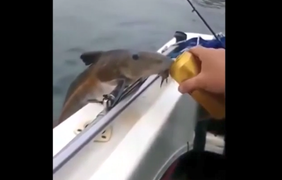 Cá bám vào thuyền để uống bia