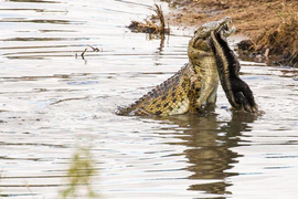 Đụng phải sát thủ đầm lầy, ‘kẻ bố đời’ trả giá đắt