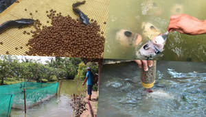 Độc đáo cá ăn cơm bằng thìa, cá biết 'bú bình', vượt cạn lấy thức ăn ở miền Tây