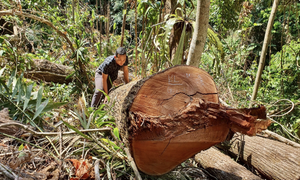 Video: Hiện trường rừng già ở Kon Tum bị lâm tặc đốn hạ