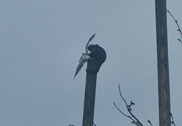 Khỉ leo lên cột cao 7 m, tóm sống mòng biển 