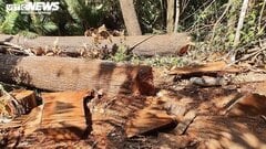 Rừng ở Kon Tum bị lâm tặc 'xẻ thịt': Cục Kiểm lâm chỉ đạo làm rõ