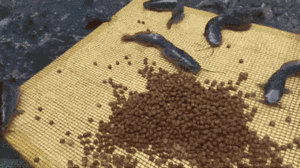 Video: Huấn luyện đàn cá trê 2.000 con 'vượt cạn' tìm mồi