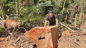 Rừng ở Kon Tum bị lâm tặc 'xẻ thịt': Tỉnh chỉ đạo kiểm tra, làm rõ sai phạm