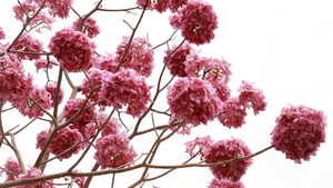 Video: Hoa kèn hồng nở rộ, 'đốn tim' người đi đường ở TP.HCM