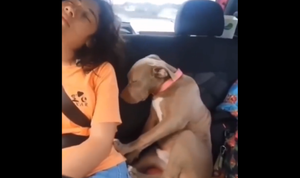Chú chó cùng cô chủ ngủ gật trên ô tô