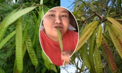 Đố vui: Quả này là quả gì?