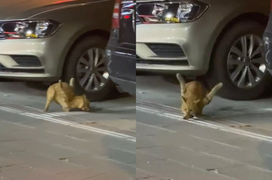 Chú mèo hoang 2 chân uốn cong lên kỳ lạ, lý do kinh hoàng phía sau gây bức xúc