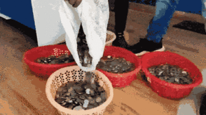 Video: Người bán rau mang bao tiền xu đi mua xe tay ga