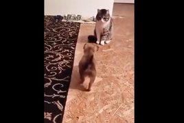 Chó 'dày mặt' ăn vạ khiến mèo đờ cả người