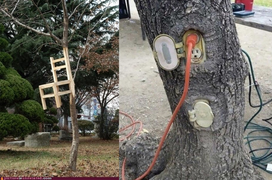 Những dáng cây mọc 'ngang trái' có một không hai gây kinh ngạc