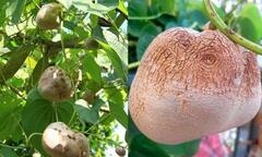 Gọi là củ nhưng mọc trên cây, là thứ gì?