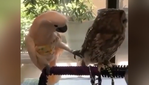 Cú mèo dỗi, 'bơ' luôn bạn vẹt