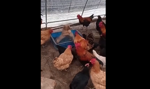 Cả đàn gà xem 2 chú chó đánh nhau