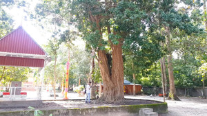 Video: Hai cây vải thiều cổ thụ hơn 300 năm tuổi ở miền Tây