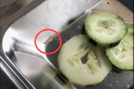 Kinh hãi giòi bò lúc nhúc trong đĩa cơm của công nhân ở Quảng Nam