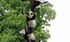 Có bao nhiêu chú gấu trúc trên cây?
