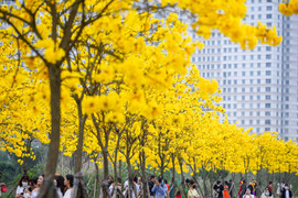 Ảnh: Mê mẩn cung đường hoa phong linh vàng rực giữa Hà Nội