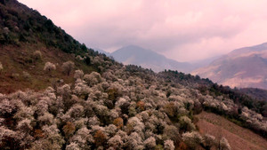 Video: Rừng hoa táo mèo đẹp như tranh vẽ trên sườn núi Lùng Cúng