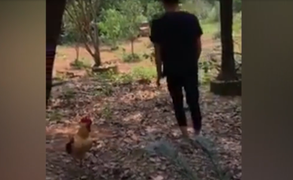 Pha bắt gà đỉnh cao của thanh niên giỏi giả vờ