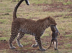 Xót xa hình ảnh khỉ con ôm chặt xác mẹ trong miệng báo hoa mai