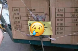 Bi hài cảnh ‘đạo chích’ 4 chân trộm gạo bị bắt quả tang, nhận hình phạt khó đỡ