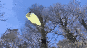 Video: Cất cánh dù lượn bất thành, người phụ nữ vướng vào cành cây