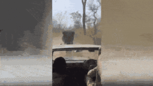 Video: Bị voi rừng truy đuổi, tài xế chạy lùi ô tô tìm cách thoát nạn