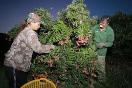 Hơn 160.000 tấn vải thiều Bắc Giang sắp được tung ra thị trường