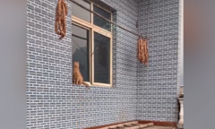 Mèo ngã đau điếng khi cố ăn vụng