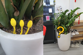 Sáng ra thấy cây kim tiền có vật lạ xuất hiện, dân mạng ồ ạt phán ‘giàu lắm đó’