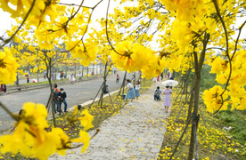 Kiếm cả chục triệu đồng mỗi ngày nhờ hoa phong linh