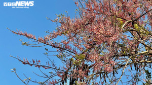 Ngắm 'hoa anh đào miền Tây' phủ sắc hồng khắp đường quê