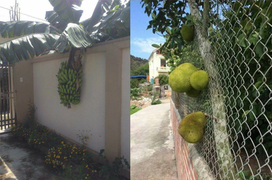 Dàn cây trồng 'phản chủ' dâng hết trái mời hàng xóm xơi, chủ nhà 'còn cái nịt'