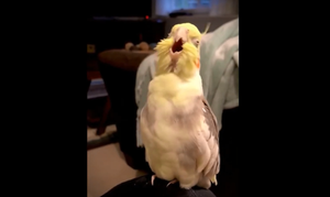 Vẹt trổ tài hát opera