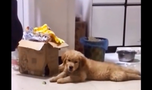 Chó lắc lư điên cuồng theo nhạc sàn