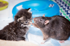 Chuột ‘bảo mẫu’ chuyên làm nhiệm vụ chăm sóc mèo khiến dân tình ‘tan chảy’