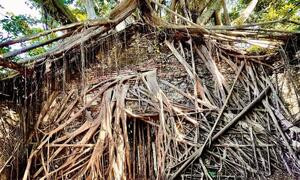 Ngôi nhà cây 200 tuổi - ‘công trình’ ma mị của thiên nhiên thu hút du khách