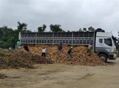 Nhiều DN nhập khẩu tinh bột sắn tại Trung Quốc không tồn tại hoặc mất tích