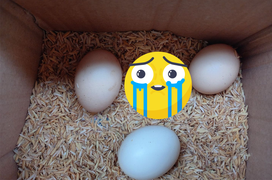 Nhận được hộp trứng gà có giấu 1 vật bên dưới, cô gái khiến dân mạng cay mắt