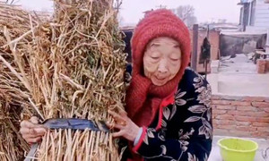 Dân mạng giận dữ khi chồng trẻ livestream hát hò, mặc vợ U90 gánh củi còng lưng