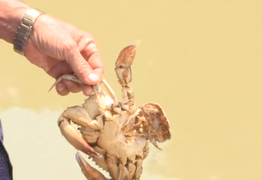 Xác định nguyên nhân cua biển nuôi trong vuông tôm chết bất thường ở Cà Mau