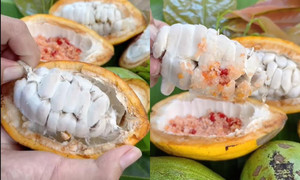 Cacao tươi chua chua ngọt ngọt, ăn kèm với muối ớt là ngon 'hết nước chấm'
