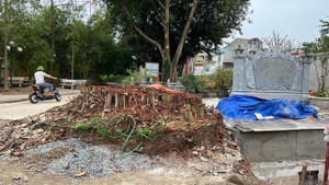 Tự ý chặt cây đa ở di tích đình Chèm: Ban Khánh tiết nhận trách nhiệm